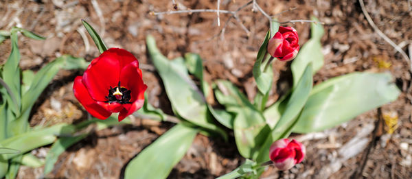 Close-up of red flower on plant