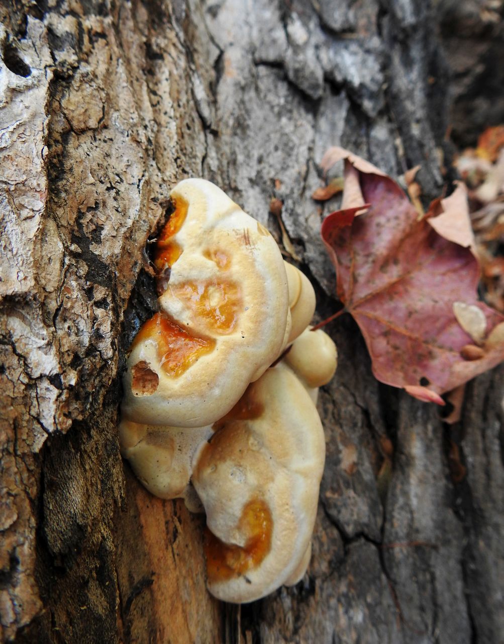 CLOSE-UP OF AUTUMN TREE TRUNK