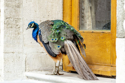 View of peacock on wall