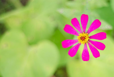 Close-up of pink flower