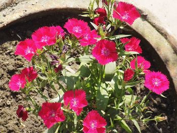 High angle view of pink flower pot