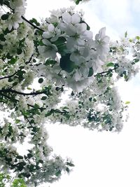 Low angle view of white flowers blooming on tree