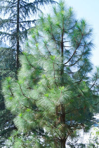 Low angle view of pine tree