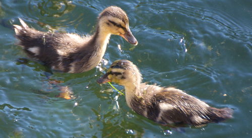 High angle view of duck swimming in lake