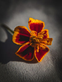Close-up of orange flower on table