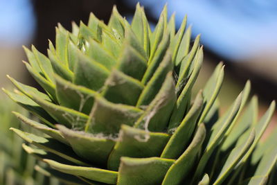 Close-up of succulent plant