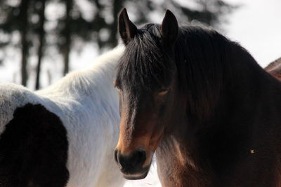 Close-up of horse on field