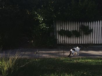 Dog standing on grass