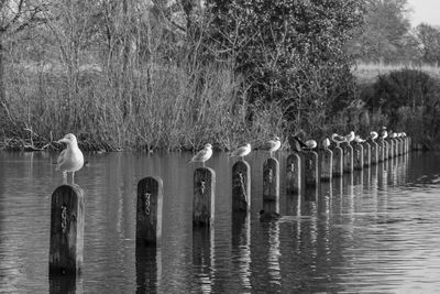 Birds perching on wooden post in lake