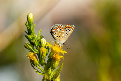 Close-up of butterfly pollinating on flower