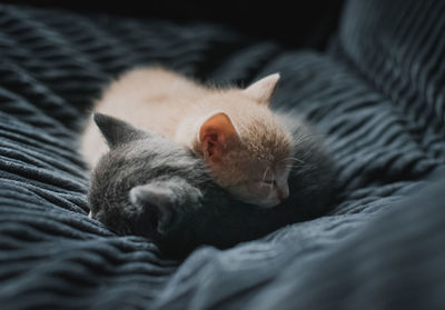 Two kittens curled up asleep together in a gray fabric chair.