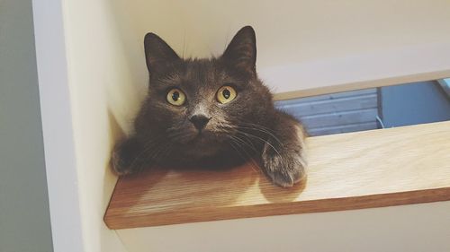 Close-up portrait of cat at home
