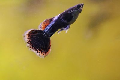 Close-up of fish swimming in sea