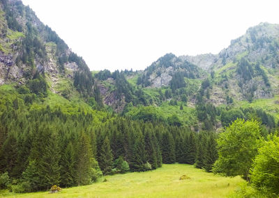 Scenic view of pine trees and mountains against clear sky