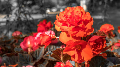 Close-up of red flowers blooming outdoors