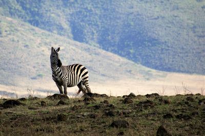 Zebra standing on mountain against sky