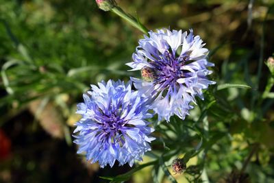 Close-up of honey bee on purple flowering plant