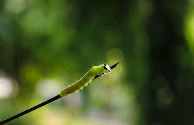 Close-up of caterpillar on plant