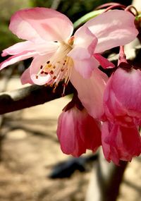 Close-up of pink flowers blooming outdoors