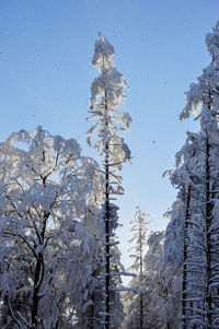 Low angle view of frozen trees against clear sky