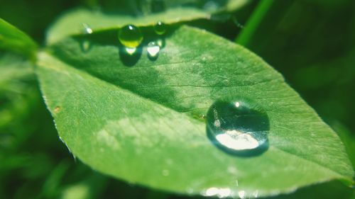 Close-up of green leaf on water