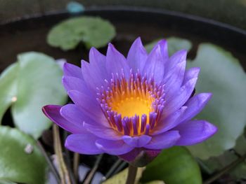 Close-up of purple water lily
