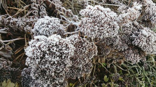 Close-up of snow