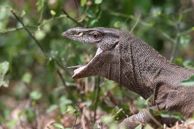 Close-up of lizard