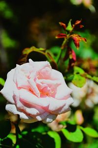 Close-up of pink rose blooming outdoors