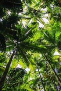 Low angle view of palm trees