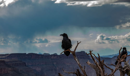 Bird perching on a plant