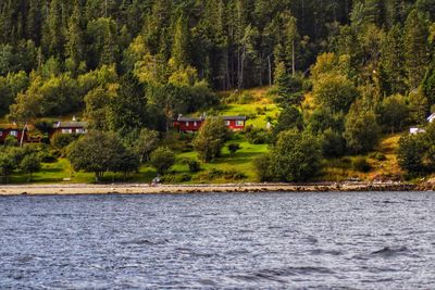 Scenic view of river by trees in forest