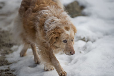 Close-up of dog on snow
