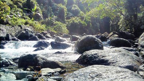 Rocks in forest