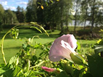 Close-up of pink flower