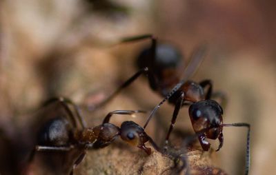 Close-up of insect