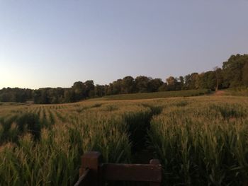 Scenic view of agricultural field against clear sky