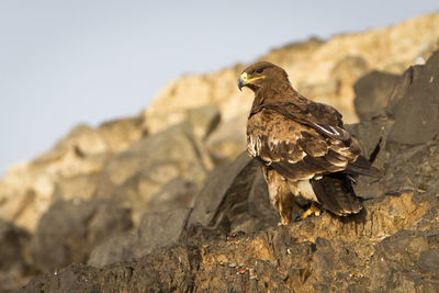 Low angle view of eagle perching on rock against clear sky