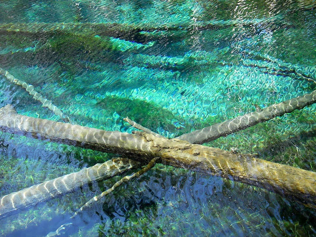 tree, water, green color, nature, growth, tree trunk, tranquility, beauty in nature, wood - material, branch, day, blue, outdoors, forest, plant, no people, moss, green, close-up, tranquil scene