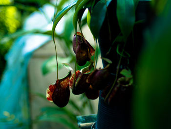 Close-up of berries on plant