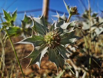 Close-up of flowering plants on field