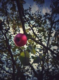 Low angle view of fruits on tree against sky