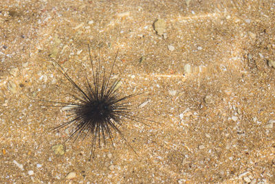 High angle view of jellyfish in sea
