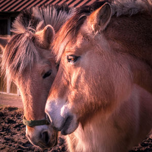 Close-up of horse