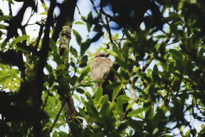 Low angle view of bird perching on branch