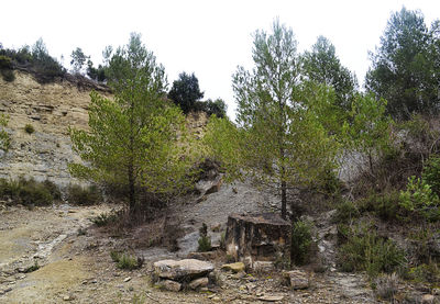 Trees growing on rock