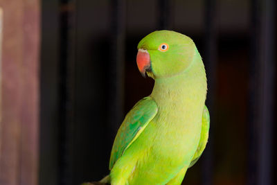 Close-up of parrot perching in cage