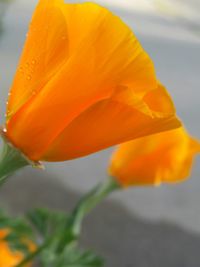 Close-up of yellow flower blooming outdoors