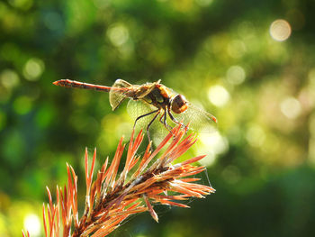 Close-up of dragonfly on plant