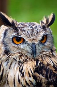 Close-up portrait of owl